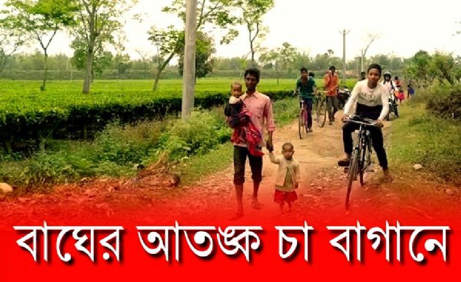 বাঘের আতঙ্কে উত্তেজনা চোপড়ার চা বাগানে